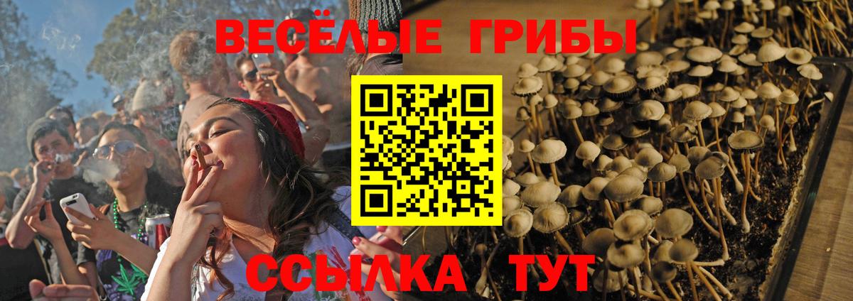 Псилоцибиновые грибы Psilocybe Большой Камень